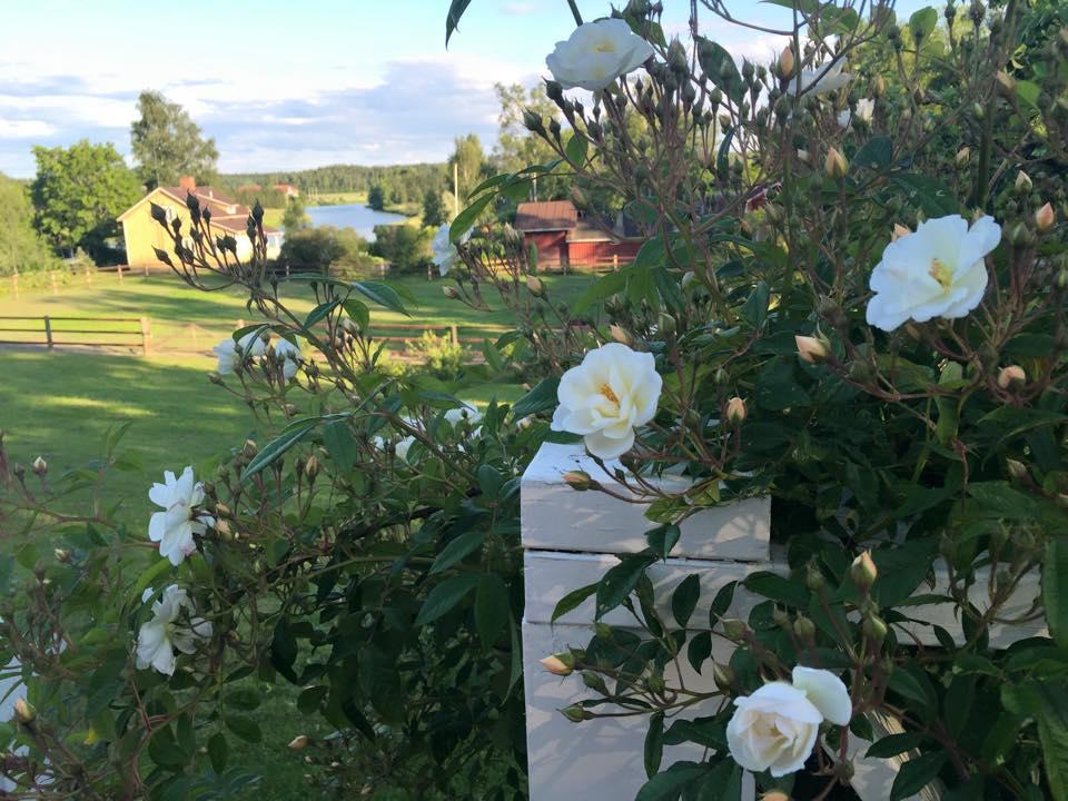 Bed and Breakfast Tukkilan Tila à Porvoo Extérieur photo